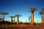 Avenue des Baobabs
