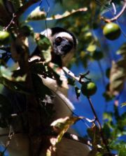 White Sifaka
