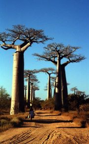 Avenue des Baobabs