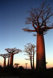 Baobabs