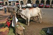 A cow attached to a railing means I am near a temple A cow attached to a railing means I am near a temple
