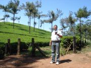 Tea Plantation