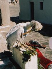 Petros