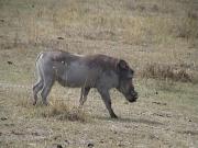 Warthog - Ngorongoro Crater Warthog - Ngorongoro Crater