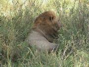 Lion - Lake Manyara
