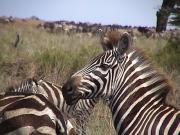 Zebra - Lake Manyara