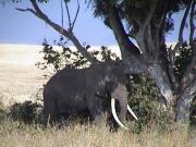 Bull elephant - Ngorongoro Crater Bull elephant - Ngorongoro Crater