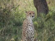 Cheeta - Serengeti