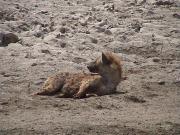 Hyena - Ngorongoro Crater Hyena - Ngorongoro Crater