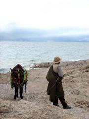 Man & Horse