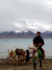 Yak & Horse