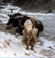 Namche Bazaar travelogue picture