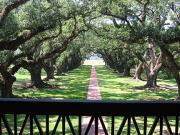 the view from Oak Alley