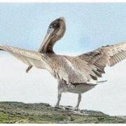 Brown Pelican