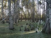 NOLA Swamp