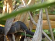 Snake! I spotted it! The driver said I had an eye for snaking spotting! Snake! I spotted it! The driver said I had an eye for snaking spotting!