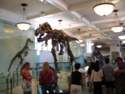 T-Rex amagad