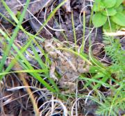 A tiny frog