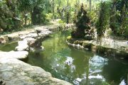 Orchid Stream garden