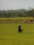Nha Trang travelogue picture
