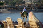 Camel walking along beach in Tarabin