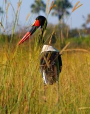 Saddlebill Stork