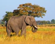 Okavango Delta travelogue picture