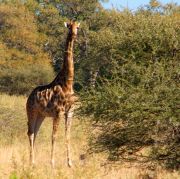 Okavango Delta travelogue picture