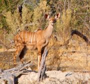 Kudu