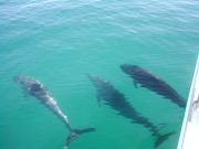 The dolphins swimming along Freewind The dolphins swimming along Freewind