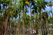 The Palmentuin's palm trees. The Palmentuin's palm trees.