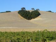 Wine country with a heart! Wine country with a heart!