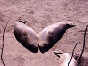 Elephant seal pups