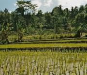 Paddy fields