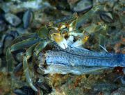 Crab at dinner