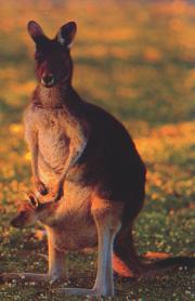 Roo and Baby..