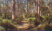 Rugged Australian Natural Forest Rugged Australian Natural Forest