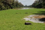 Ox in the moat