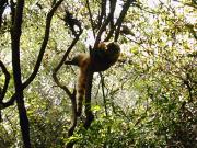 A Coati sleeping at the zoo