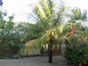 Placencia travelogue picture
