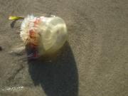 Placencia travelogue picture