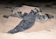 Exhausted giant leatherback sea turtle Exhausted giant leatherback sea turtle