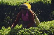 Picking tea on the hills of Nuwara Eliya