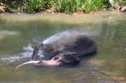 Elephant bathing