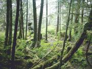 Temperate Rainforest along a trail