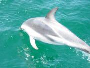 A dolphin opening a way in an emerald green sea