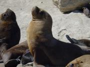 A sea lions colony
