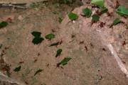 Leaf cutter ants carry their load Leaf cutter ants carry their load