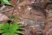 Leaf Frog