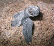 Baby Turtle upon release